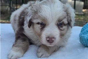 Monty - Miniature Australian Shepherd for sale