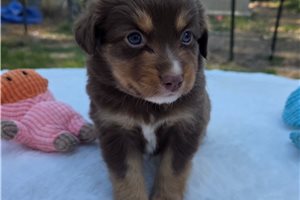 Margo - Miniature Australian Shepherd for sale
