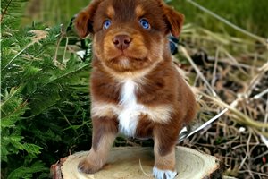 Kramer - puppy for sale