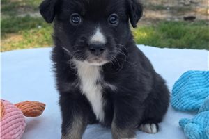 Miller - Miniature Australian Shepherd for sale