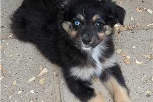 Marie - Miniature Australian Shepherd for sale
