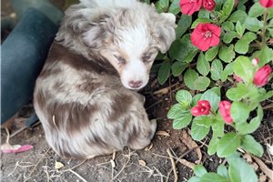 Monty - Miniature Australian Shepherd for sale