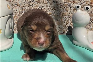 Margo - puppy for sale
