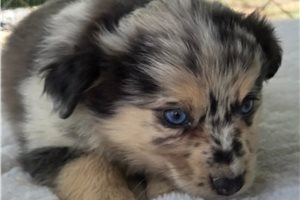 Murphy - Miniature Australian Shepherd for sale