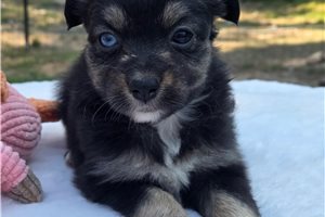 Marie - Miniature Australian Shepherd for sale