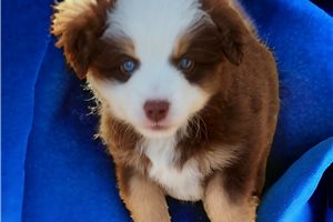 Walker - puppy for sale