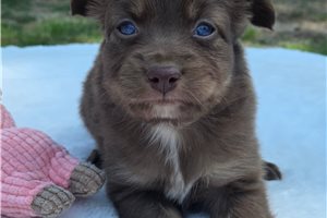 Mckenna - Miniature Australian Shepherd for sale