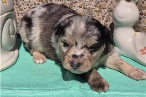 Murphy - Miniature Australian Shepherd for sale