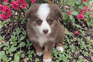 Maxwell - Miniature Australian Shepherd for sale