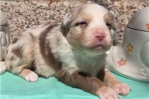 Monty - puppy for sale