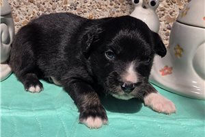 Miller - Miniature Australian Shepherd for sale