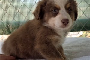 Maxwell - Miniature Australian Shepherd for sale