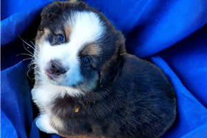 Wesley - puppy for sale