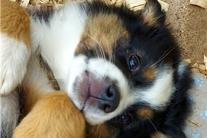 Waylon - puppy for sale