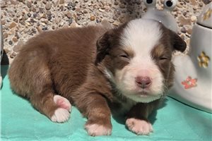 Maxwell - Miniature Australian Shepherd for sale