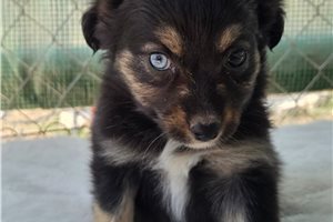 Marie - Miniature Australian Shepherd for sale