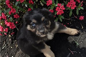 Marie - puppy for sale