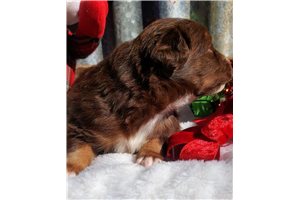Liana - Miniature Australian Shepherd for sale
