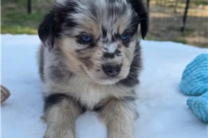 Murphy - Miniature Australian Shepherd for sale