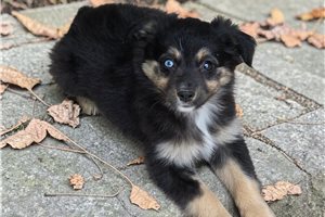 Marie - Miniature Australian Shepherd for sale