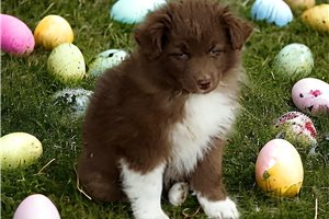 Kara - puppy for sale