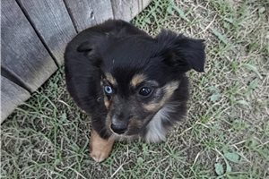 Marie - Miniature Australian Shepherd for sale