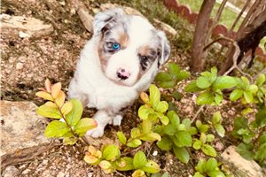 Amaury - puppy for sale
