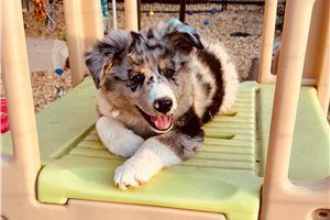 Armin - Australian Shepherd for sale