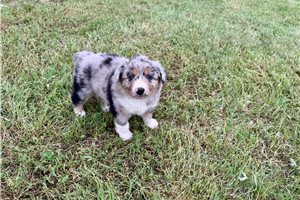 Armin - Australian Shepherd for sale