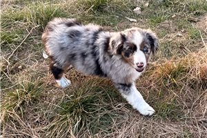 Michael - puppy for sale