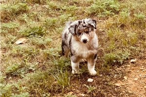 Armin - Australian Shepherd for sale
