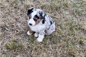 Alexei - Australian Shepherd for sale