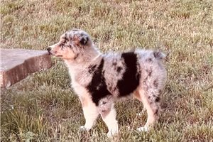 Armin - Australian Shepherd for sale