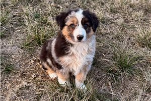 Miles - puppy for sale