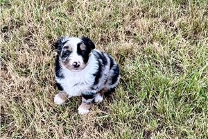 Armand - Australian Shepherd for sale