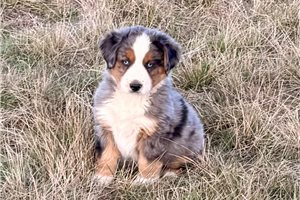 Matthew - puppy for sale