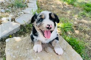 Armand - puppy for sale