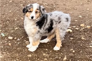 Maverick - puppy for sale