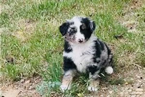 Armand - Australian Shepherd for sale