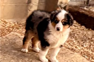 Mila - puppy for sale