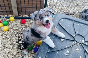 Armin - Australian Shepherd for sale