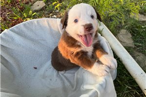 Midge - puppy for sale