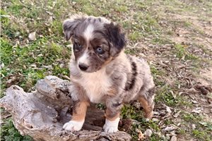 Mateo - puppy for sale