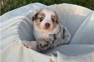 Alexa - puppy for sale