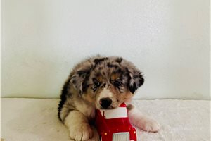 Armin - Australian Shepherd for sale