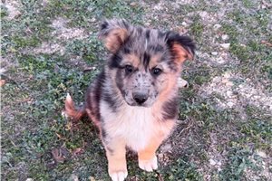 Lazarus - German Australian Shepherd for sale