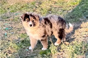 Luna - German Australian Shepherd for sale