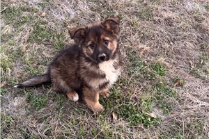 Lola - German Australian Shepherd for sale