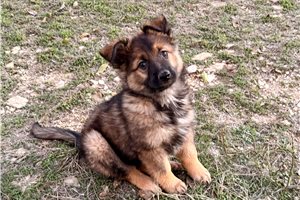 Lindsey - German Australian Shepherd for sale
