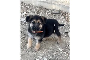 Melanie - puppy for sale